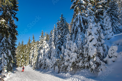  ski slope crossing a beautiful forest with firs covered with snow in tarentaise ski resort french alps photo