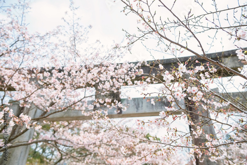 White sakura blossom at torii gate in Homangu Kamado shrine, Dazaifu photo