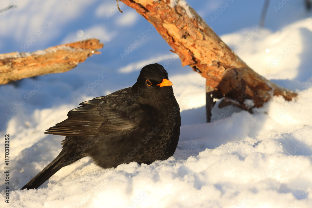 Photography Poster Blackbird | Wall Art | Abposters.com