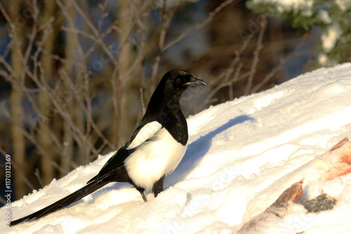 Canvas Print Magpie