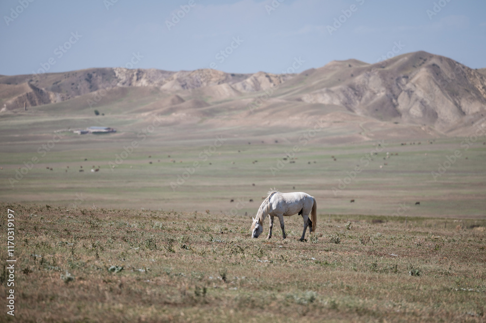 A horse grazes on the hills in Kusheti, Georgia.