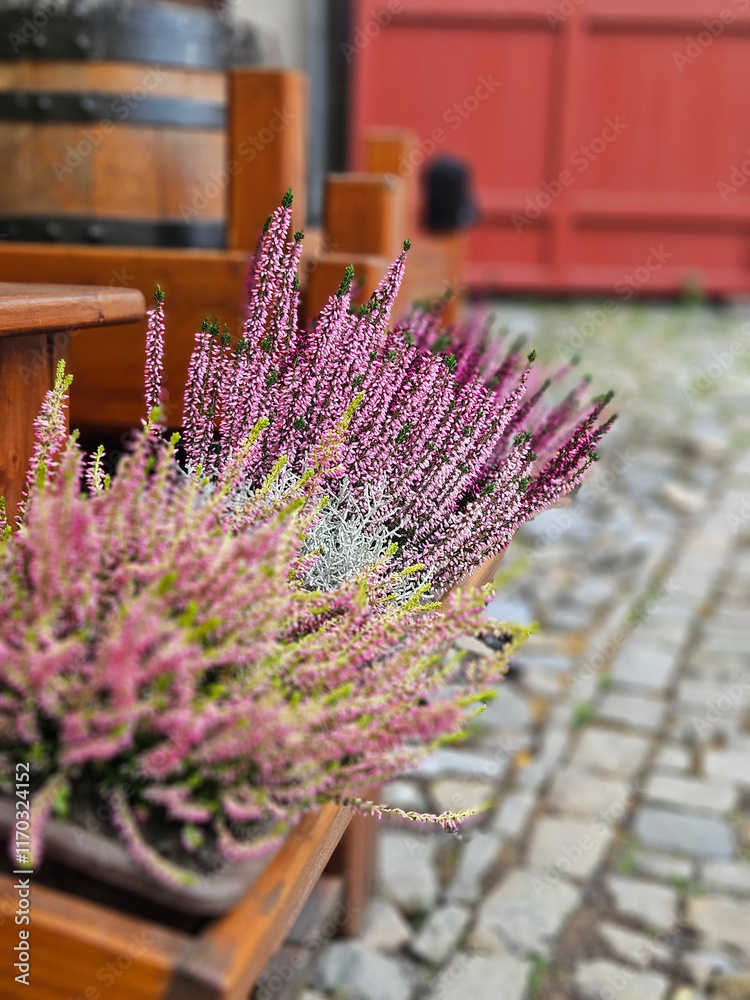 Purple Calluna vulgaris on the timber pot decoration on the fence in western Europe.