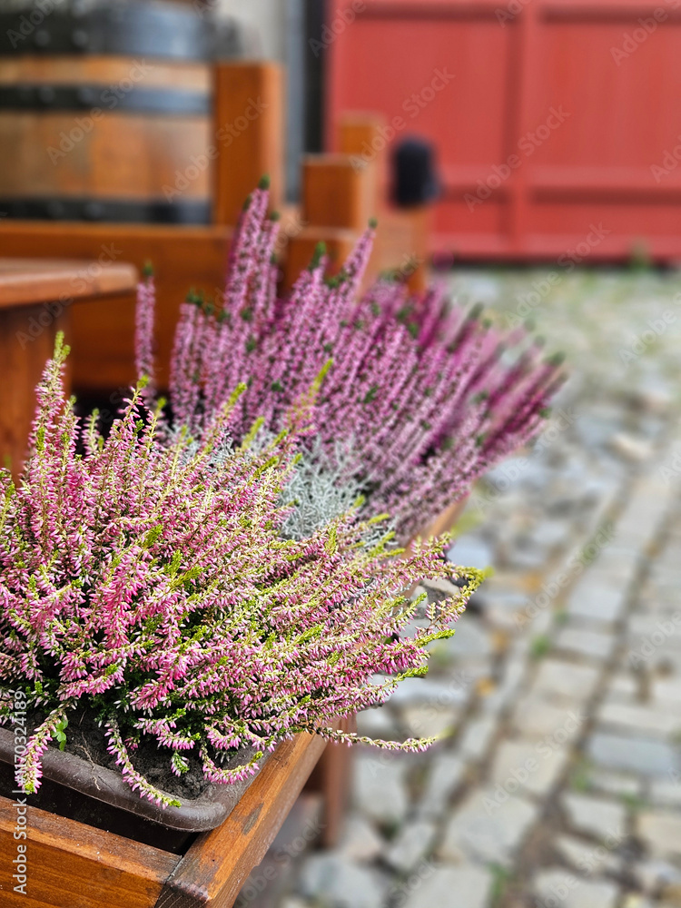 Purple Calluna vulgaris on the timber pot decoration on the fence in western Europe.