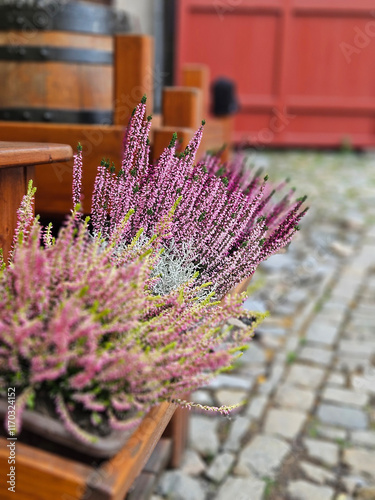 Obraz na płótnie Purple Calluna vulgaris on the timber pot decoration on the fence in western Europe. w salonie