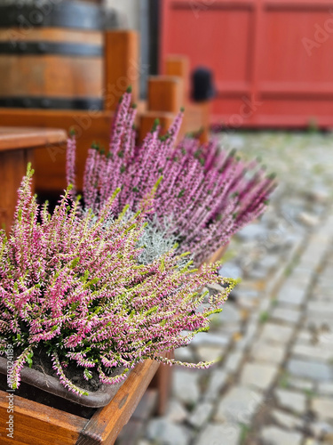 Obraz na płótnie Purple Calluna vulgaris on the timber pot decoration on the fence in western Europe. w salonie