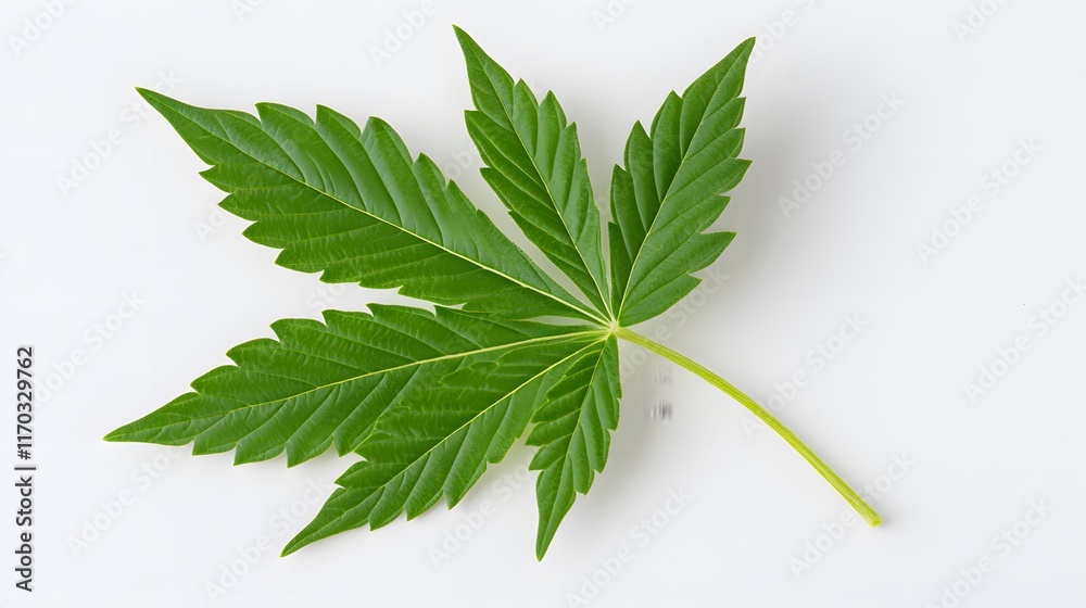 Exploring the intricacies of cannabis leaves nature botanical photography studio setting close-up perspective plant structure Exploring the intricacies of cannabis leaves nature botanical photography studio setting close-up perspective plant structure