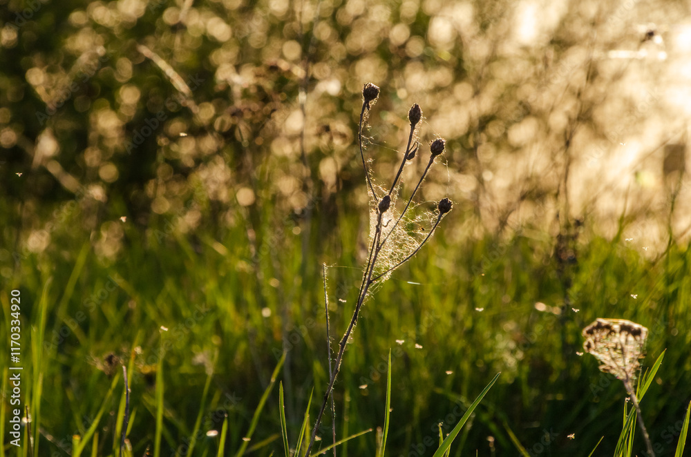 Delicate cobwebs on wild plants at sunset. Cobwebs glisten in sunlight, calm atmosphere, close-up view, low angle, natural meadow, concept of serenity, nature's detail and beauty. Delicate cobwebs on wild plants at sunset. Cobwebs glisten in sunlight, calm atmosphere, close-up view, low angle, natural meadow, concept of serenity, nature's detail and beauty.