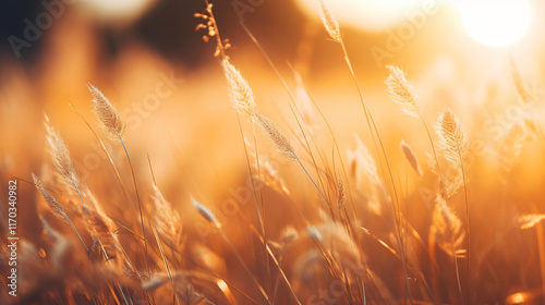 wheat field at sunset