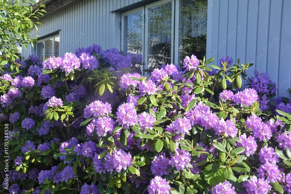 A purple rhododendron is blooming near the house. A purple rhododendron is blooming near the house.