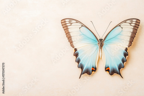 Blue swallowtail butterfly on beige background - nature, beauty, elegance photo