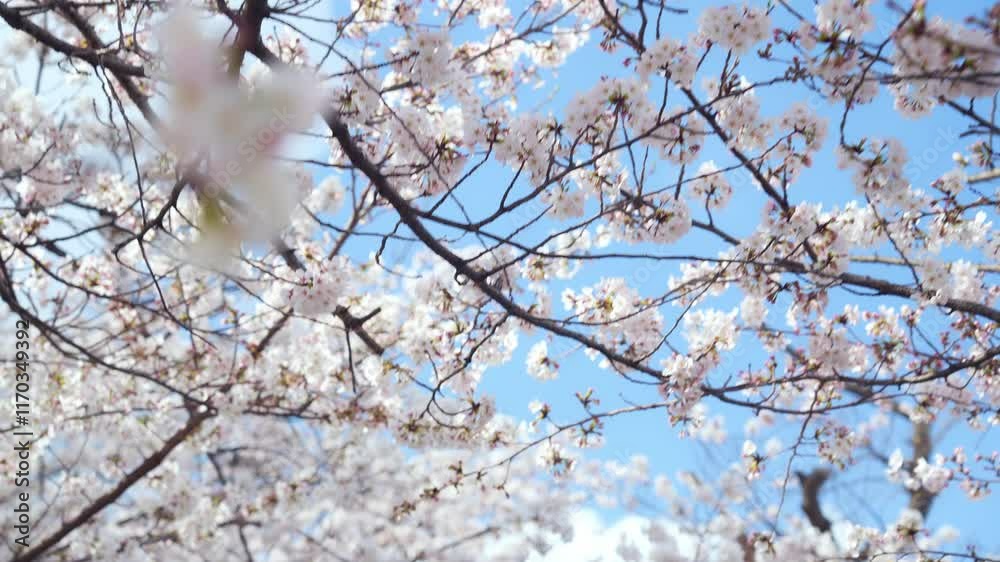 cherry blossom, sakura, flower, plant, full bloom, cherry blossom viewing, spring, blue sky, beautiful, blooming, pink, landscape, scenery, japan, japanese style, tree, cherry tree, petal, cute, branc cherry blossom, sakura, flower, plant, full bloom, cherry blossom viewing, spring, blue sky, beautiful, blooming, pink, landscape, scenery, japan, japanese style, tree, cherry tree, petal, cute, branc