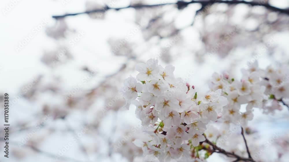 桜、サクラ、花、植物、満開、花見、春、青空、美しい、開花、ピンク、風景、景色、日本、和風、木、桜の木、桜花、花弁、花びら、かわいい、枝、自然、新春、暖かい、公園、屋外、晴れ、桃色、ソメイヨシノ、明るい、咲く、綺麗、観光、旅行、伝統、季節、和、鮮やか、ナチュラル、ボタニカル、花盛り、桜前線、入学式、卒業式、入学、卒業、新生活、合格、受験 桜、サクラ、花、植物、満開、花見、春、青空、美しい、開花、ピンク、風景、景色、日本、和風、木、桜の木、桜花、花弁、花びら、かわいい、枝、自然、新春、暖かい、公園、屋外、晴れ、桃色、ソメイヨシノ、明るい、咲く、綺麗、観光、旅行、伝統、季節、和、鮮やか、ナチュラル、ボタニカル、花盛り、桜前線、入学式、卒業式、入学、卒業、新生活、合格、受験