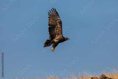 In the picturesque grasslands of Bhigwan Sanctuary, a magnificent steppe eagle (Aquila nipalensis) spreads its wings to take off, its graceful flight beautifully captured in a stunning photograph. photo