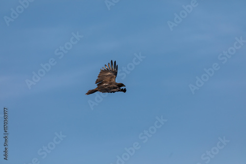 In the picturesque grasslands of Bhigwan Sanctuary, a magnificent steppe eagle (Aquila nipalensis) spreads its wings to take off, its graceful flight beautifully captured in a stunning photograph. photo