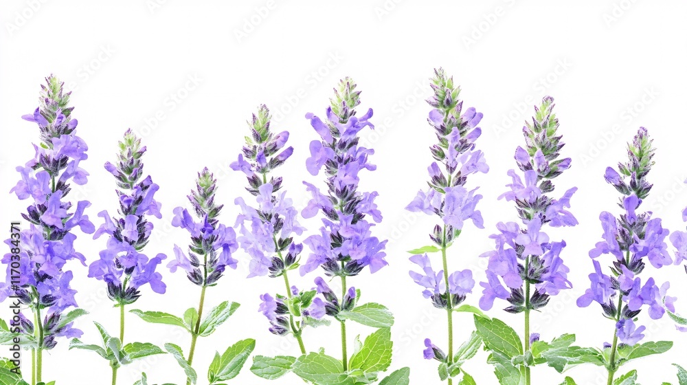 Fototapeta premium A vibrant display of purple lavender flowers in full bloom, showcasing their delicate petals and lush green leaves.