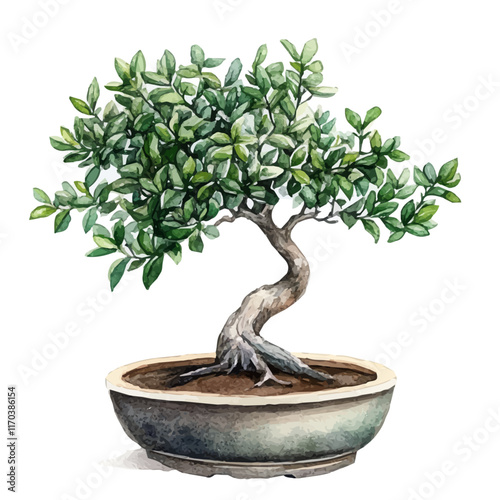 A watercolor vector painting of a Tea Tree Bonsai tree, isolated on a white background. Tea Tree Bonsai tree vector.

