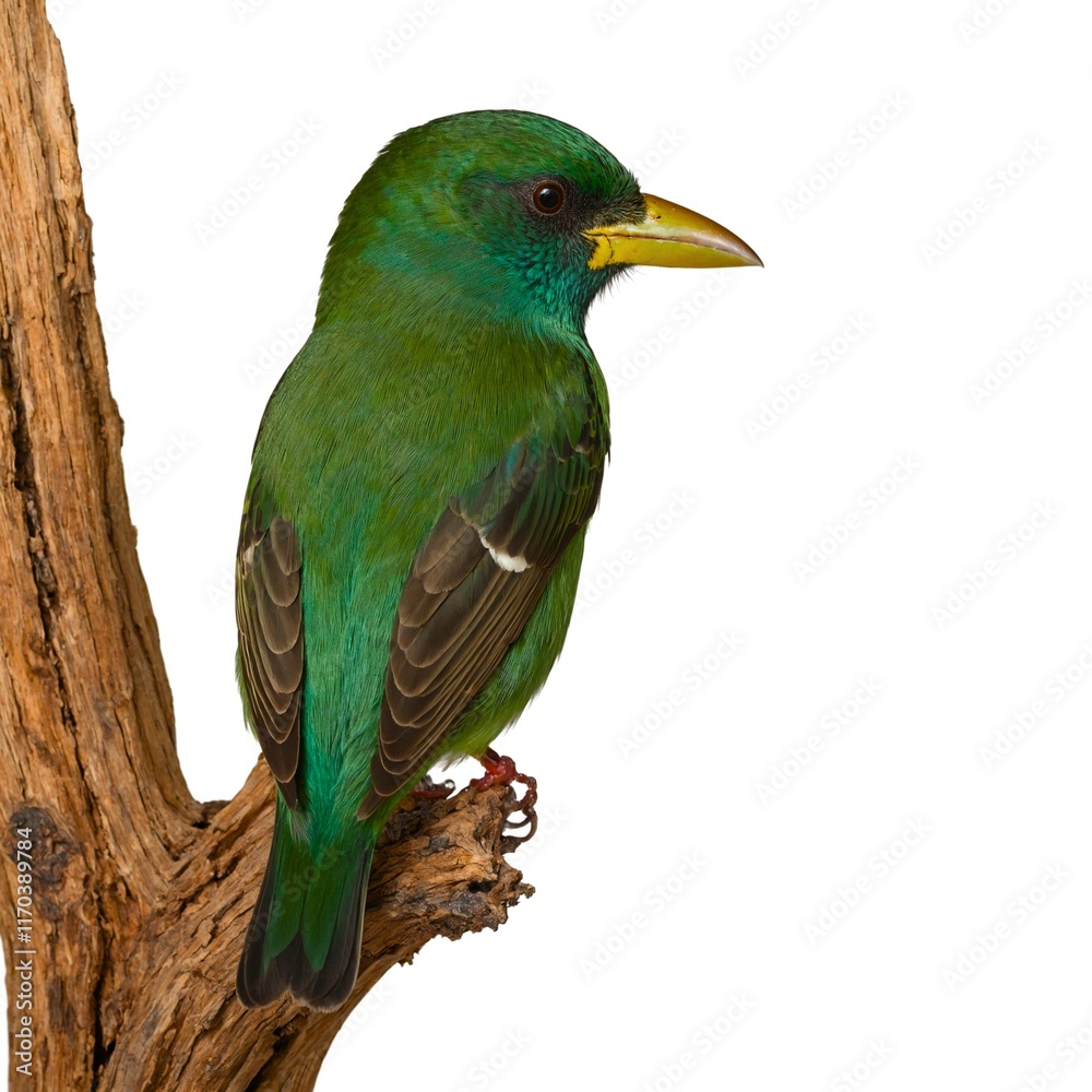 Obraz premium Green Broadbill on piece of wood isolated on white background
