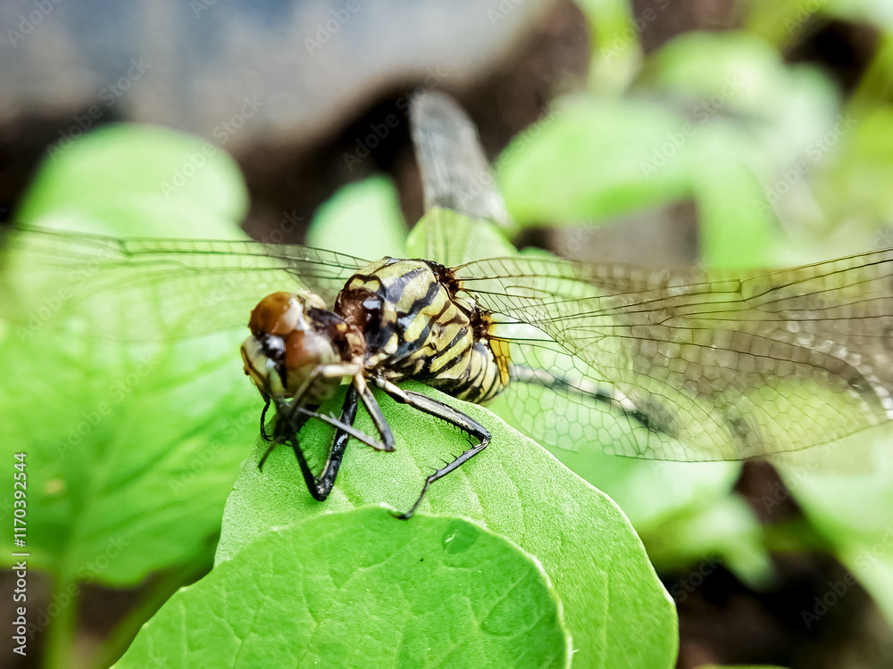 Macro shot of dragonfly perched on a leaf. Macro shot of dragonfly perched on a leaf.