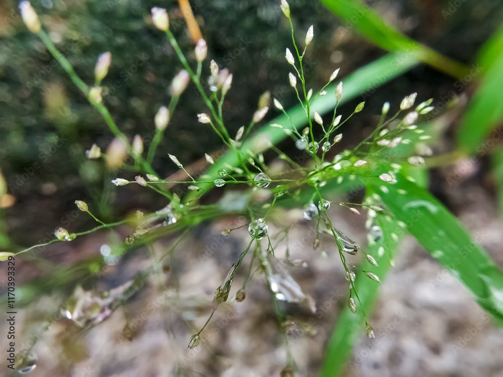 Fototapeta premium Dew on the grass. Natural background. Macro photo. 