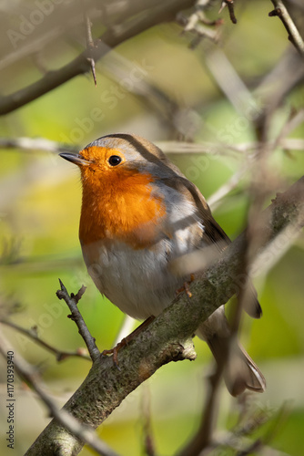 Robin in a bush