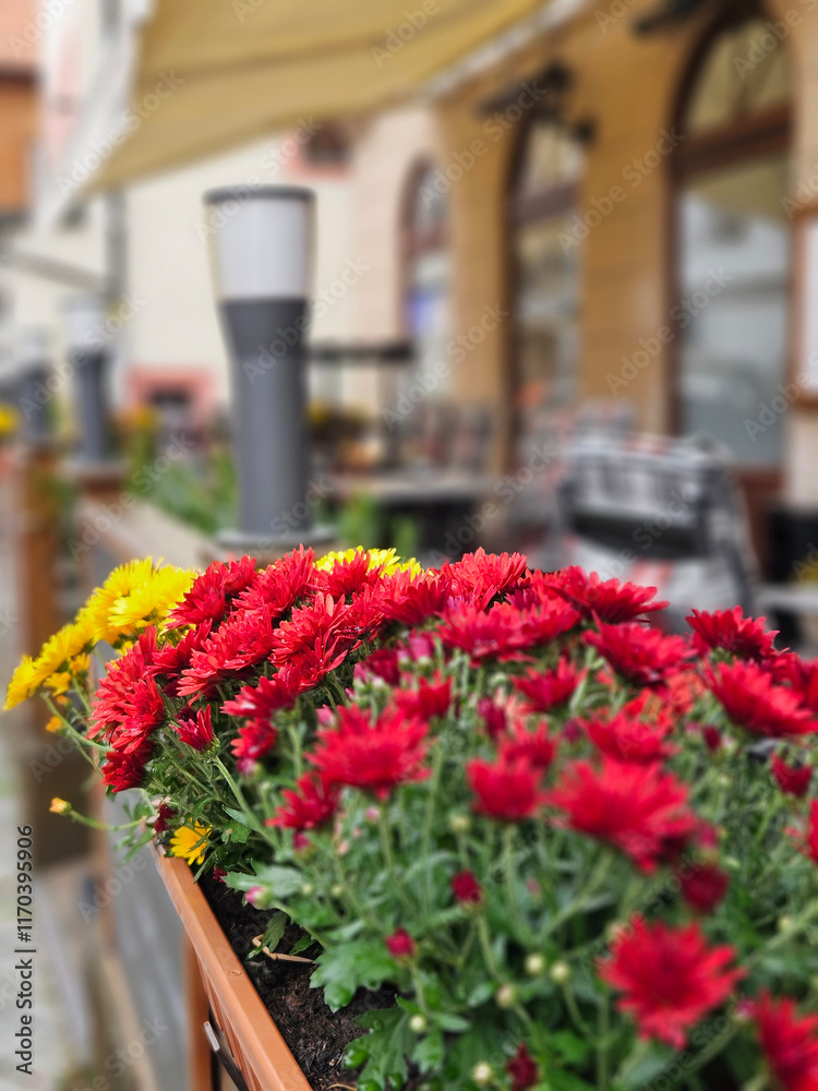 Red color Chrysanthemum morifolium on the timber pot decoration on the fence
