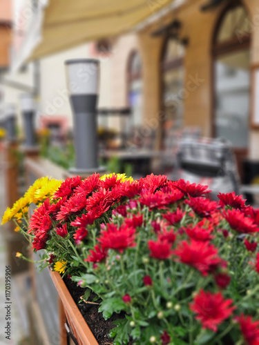 Obraz na płótnie Red color Chrysanthemum morifolium on the timber pot decoration on the fence w salonie
