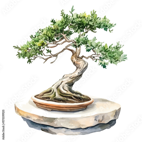 A watercolor vector painting of a Tamarisk Bonsai tree, isolated on a white background. Tamarisk Bonsai tree vector.

