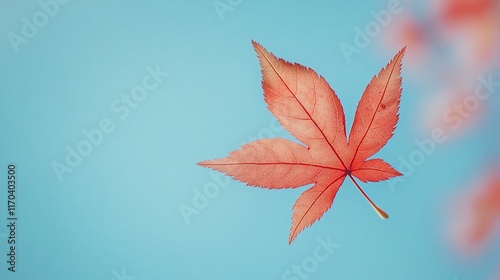 Isolated autumn maple leaf, soft light, pale sky background photo