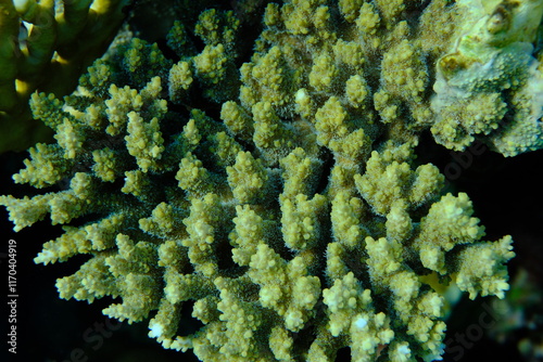 Stony coral Acropora cytherea undersea, Red Sea, Egypt, Sharm El Sheikh, Montazah Bay photo