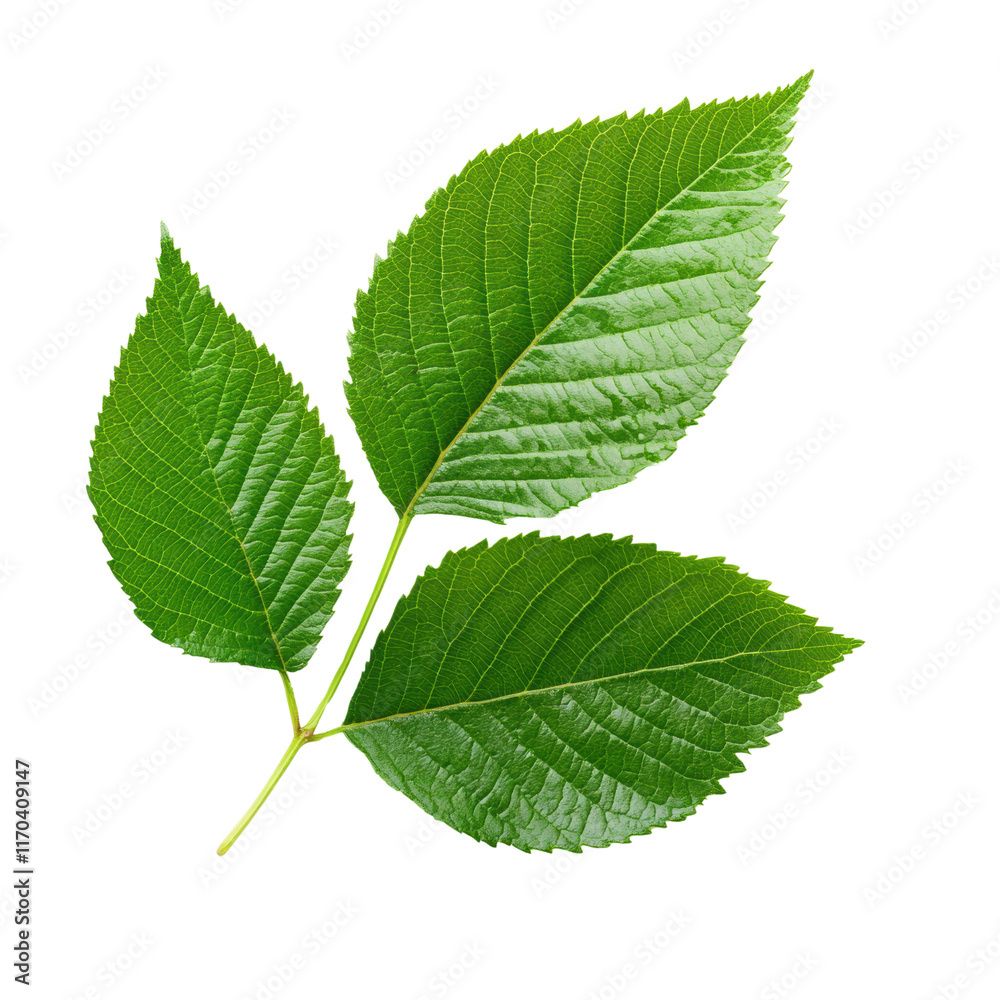 Fresh green leaves on a branch Fresh green leaves on a branch