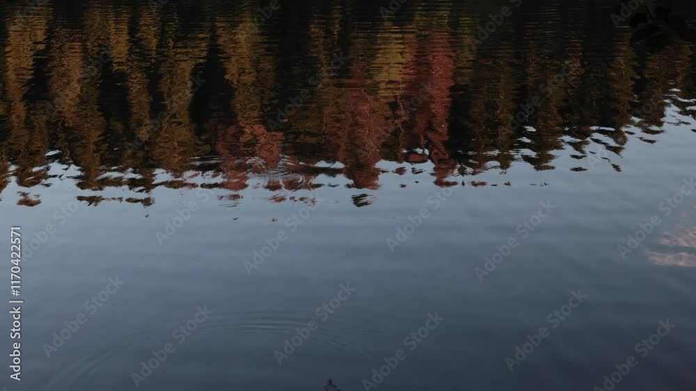 Lake surface with gentle ripples and reflection of the forest at sunset. Lake surface with gentle ripples and reflection of the forest at sunset.