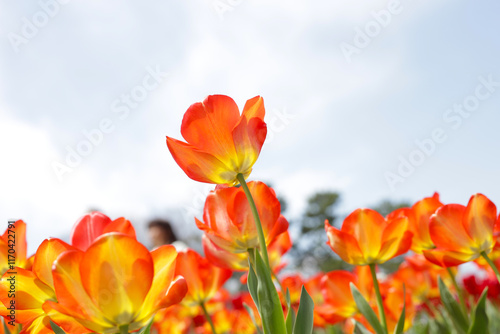 Beautiful tulip flower garden. The Expo 70 Commemorative Park, Osaka, Japan photo