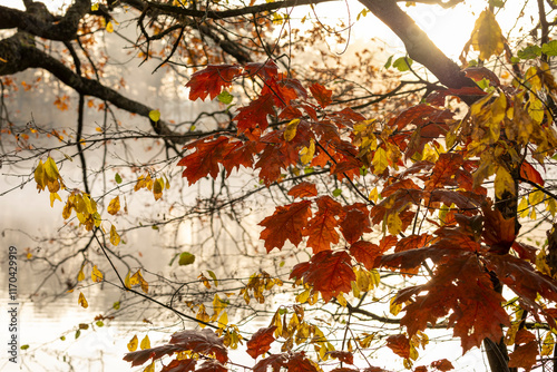 autumn leaves in the sun
