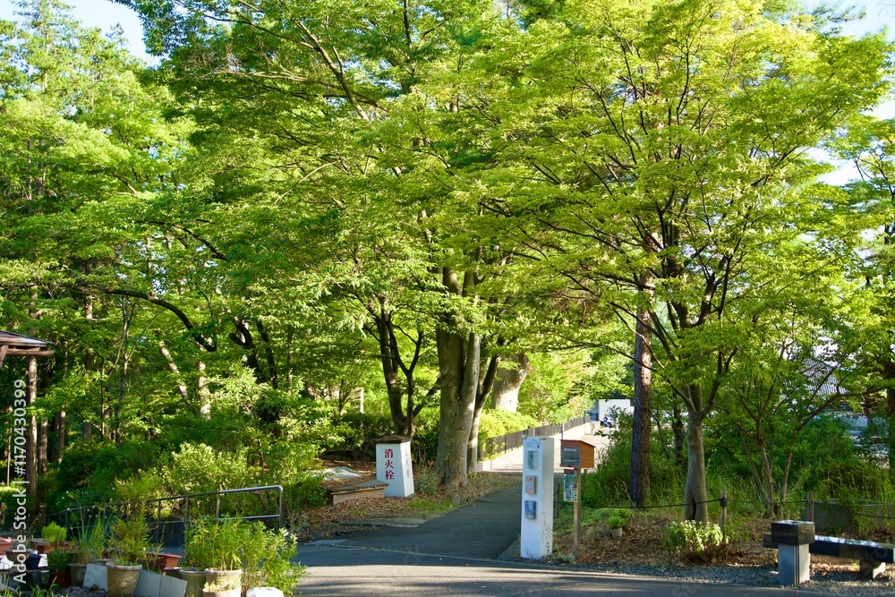 Scenery of trees in the precincts of Zenkoji Temple bathed in light Scenery of trees in the precincts of Zenkoji Temple bathed in light