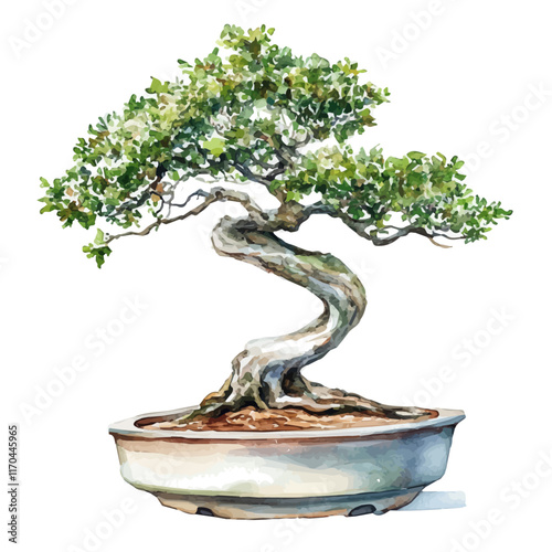 A watercolor vector painting of a Spanish Cedar Bonsai tree, isolated on a white background. Spanish Cedar Bonsai tree vector.

