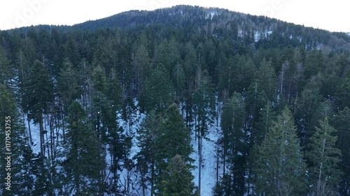 Winter forest landscape. The drone flies over the treetops, the ground below is covered with snow. Ecology and environment