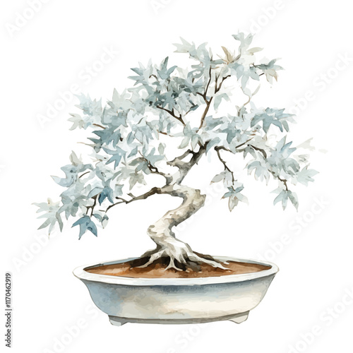A watercolor vector painting of a Silver Maple Bonsai tree, isolated on a white background. Silver Maple Bonsai tree vector.

