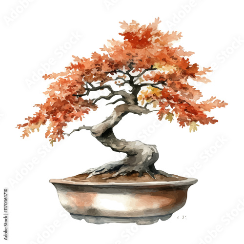 A watercolor vector painting of a Silver Maple Bonsai tree, isolated on a white background. Silver Maple Bonsai tree vector.

