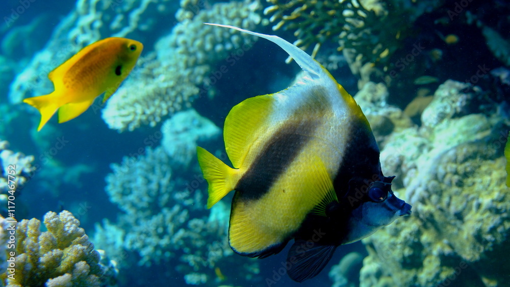 Fototapeta premium Red Sea bannerfish (Heniochus intermedius) undersea, Red Sea, Egypt, Sharm El Sheikh, Montazah Bay