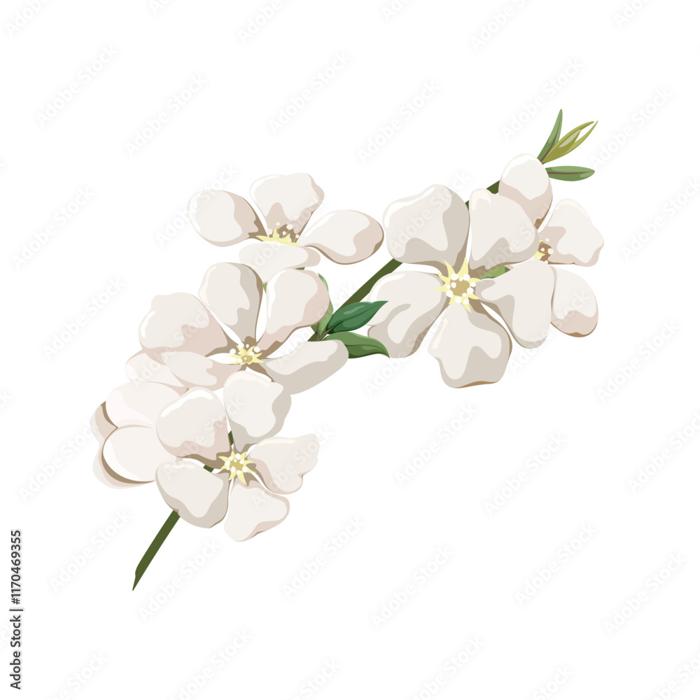 A twig with white flowers on a white background. Flowers for decoration. Vector illustration. A twig with white flowers on a white background. Flowers for decoration. Vector illustration.
