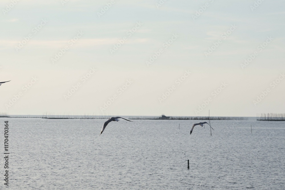 seagulls on the beach seagulls on the beach