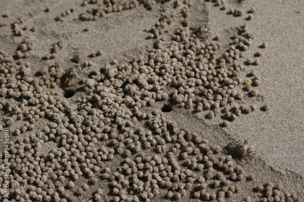 traces on sand traces on sand