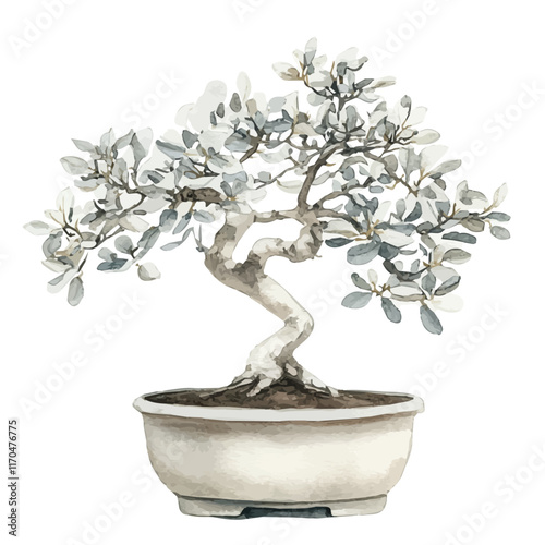 A watercolor vector painting of a Silver Buttonwood Bonsai tree, isolated on a white background. Silver Buttonwood Bonsai tree vector.

