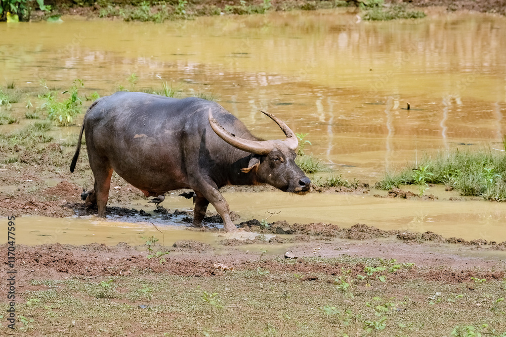 Obraz premium A black domestic buffalo eating grasses from a pond