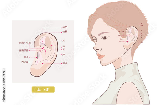 耳つぼの位置・耳のマッサージ・耳にある効きツボ