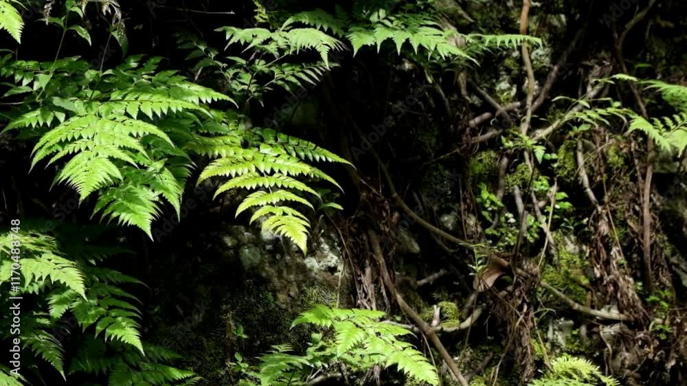 Fern leaves in the forest swaying in the wind.Concept of ecology and sustainable green environment.Part of a tropical rainforest.Real time raaw video no edit.footage 4K,60Fps Fern leaves in the forest swaying in the wind.Concept of ecology and sustainable green environment.Part of a tropical rainforest.Real time raaw video no edit.footage 4K,60Fps