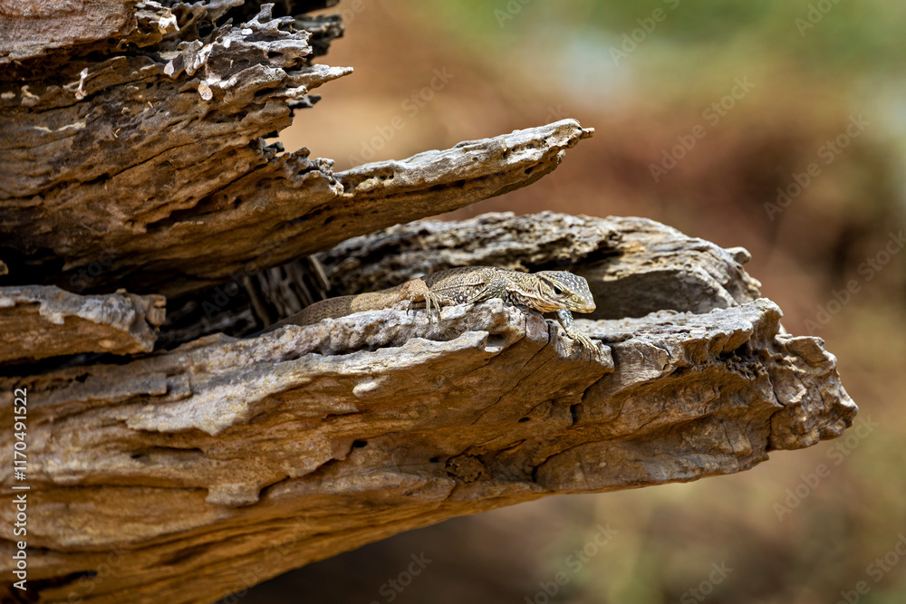 Fototapeta premium The wild warans of the Yala National Park 