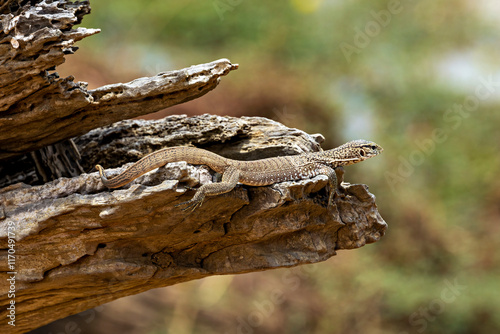 The wild warans of the Yala National Park
 photo