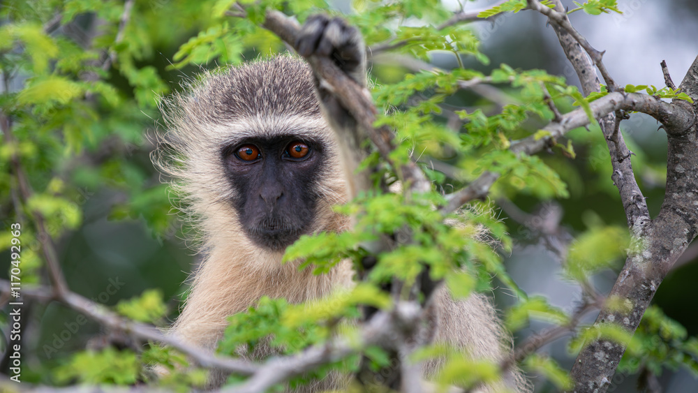 Obraz premium Little Vervet Monkey (Chlorocebus Pygerythrus) in the Kruger National Park in South Africa
