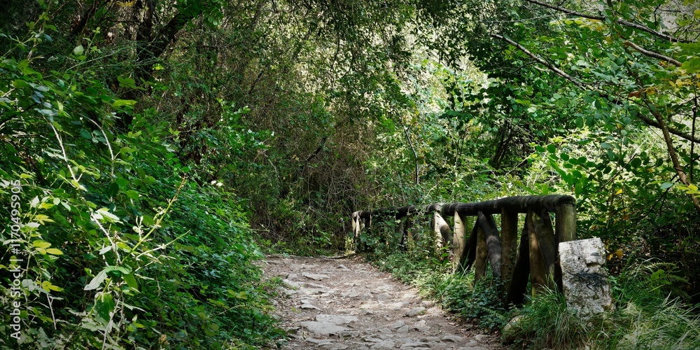 Serene forest path with rustic railing Serene forest path with rustic railing